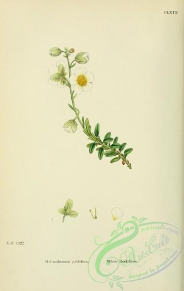 plants-26254 - White Rock-Rose, helianthemum polifolium [1791x2816]