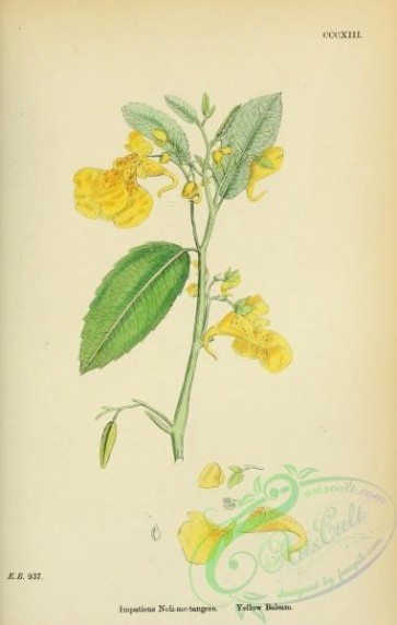 plants-26259 - Yellow Balsam, impatiens noli-me-tangere [1791x2816]