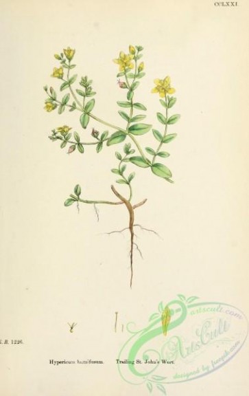 plants-26393 - Trailing St John's-Wort, hypericum humifusum [1749x2776]