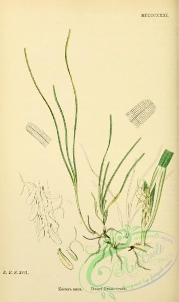 plants-26545 - Dwarf Grass-wrack, zostera nana [1668x2806]