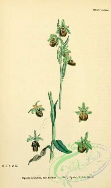 plants-26547 - Early Spider Orchis, ophrys aranifera fucifera [1668x2806]