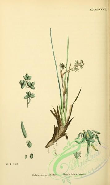 plants-26606 - Marsh Scheuchzeria, scheuchzeria palustris [1668x2806]