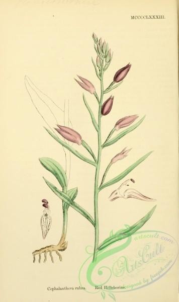 plants-26626 - Red Helleborine, cephalanthera rubra [1668x2806]