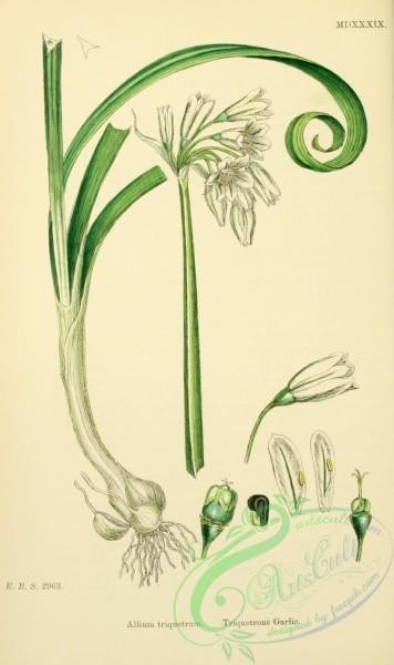 plants-26652 - Triquetrous Garlic, allium triquetrum [1668x2806]