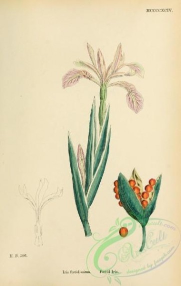 plants-26726 - Foetid Iris, iris foetidissima [1745x2748]