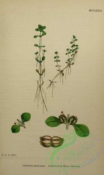 plants-27018 - Large-fruited Water Starwort, callitriche platycarpa [2225x3740]
