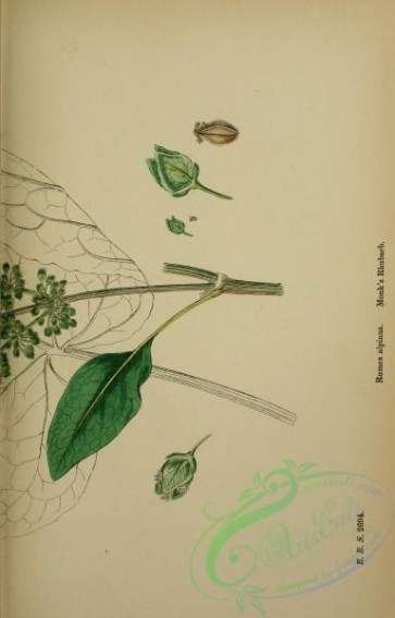 plants-27030 - Monk's Rhubarb, rumex alpinus, 2 [2401x3742]