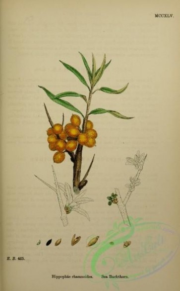 plants-27059 - Sea Buckthorn, hippophae rhamnoides [2318x3735]