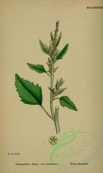 plants-27100 - White Goosefoot, chenopodium album candicans [2225x3740]
