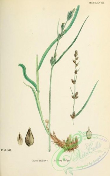 plants-27565 - Axillary Sedge, carex axillaris [1728x2761]