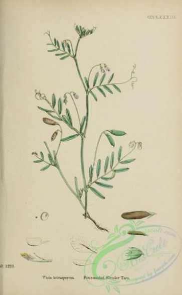 plants-27861 - Four-seeded Slender Tare, vicia tetrasperma [1686x2726]