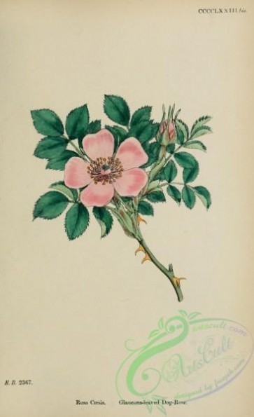 plants-27866 - Glaucous-leaved Dog-Rose, rosa caesia [1648x2700]