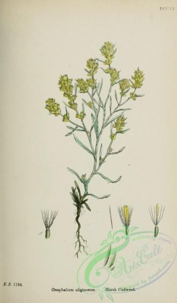 plants-28391 - Marsh Cudweed, gnaphalium uliginosum [1607x2738]