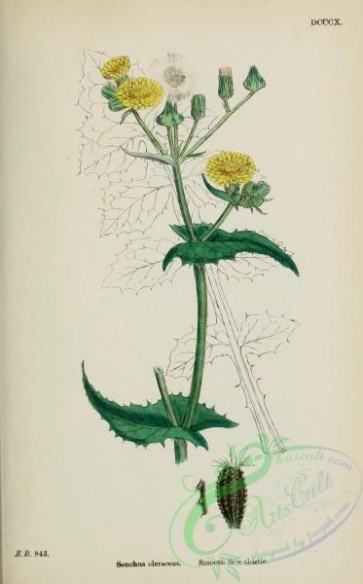 plants-28448 - Smooth Sow-thistle, sonchus oleraceus [1709x2748]