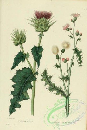 plants-29053 - silybum marianum, carduus marianus, cirsium arvense, serratula arvensis [2135x3176]
