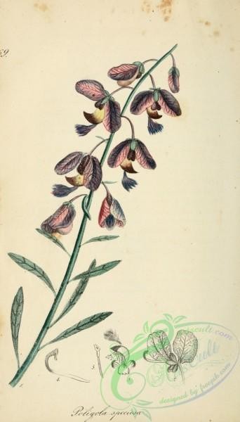 plants-29375 - polygala speciosa [1922x3363]
