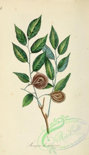 plants-29561 - pterocarpus drago [1932x3352]