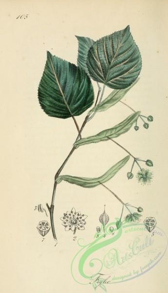 plants-29579 - tilia europaea [1932x3352]