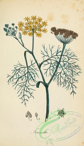 plants-29586 - anethum foeniculum [1942x3382]