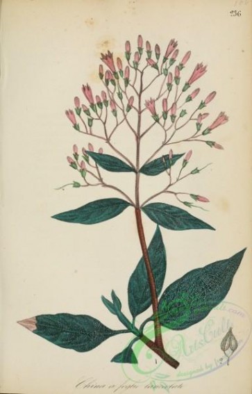 plants-29610 - cinchona lancifolia [2262x3531]