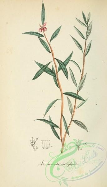 plants-29633 - gentiana autumnalis [1942x3382]