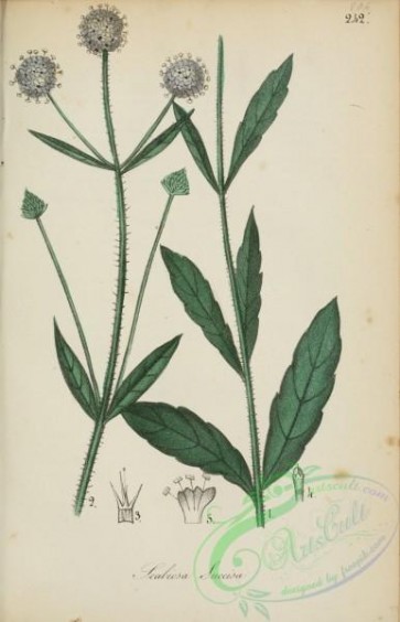 plants-29663 - scabiosa succisa [2278x3538]