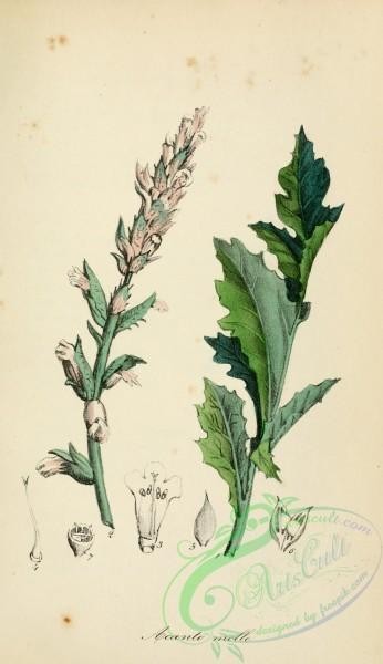 plants-29686 - acanthus mollis [1949x3377]
