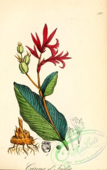 plants-29797 - arundo indica latifolia, cannacorus latifolius vulgaris, caanna indica [2065x3258]