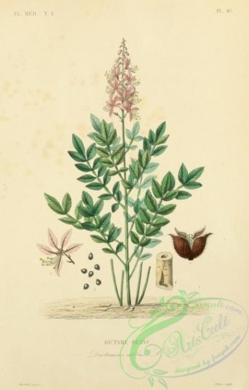 plants-29955 - diotamus albus [1882x2935]