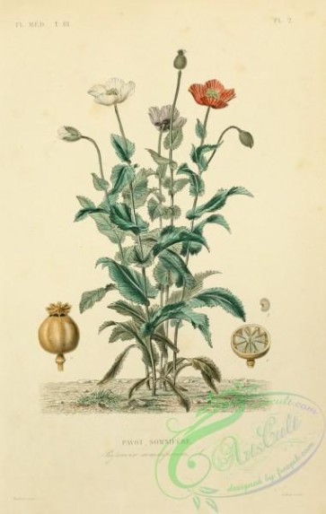 plants-29976 - papaver somniferum [1911x3013]