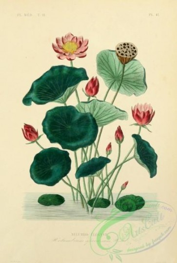 plants-30031 - nelumbium speciosum [1967x2914]