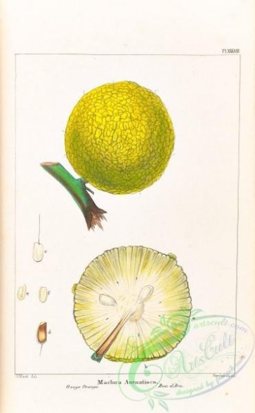 plants-30064 - Osage Orange, maclura aurantiaca, 2 [3295x5324]