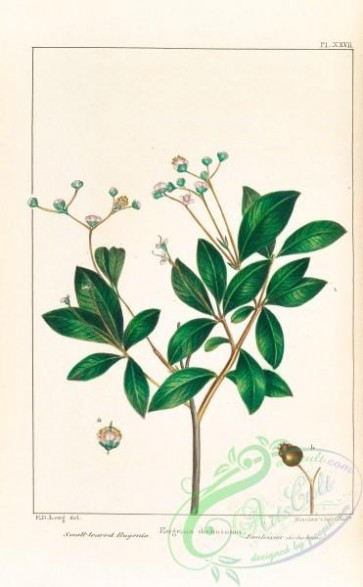 plants-30072 - Small-leaved Eugenia, eugenia dichotoma [3294x5324]