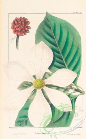 plants-30098 - Large-flowered Dogwood, cornus nuttallii [3294x5324]