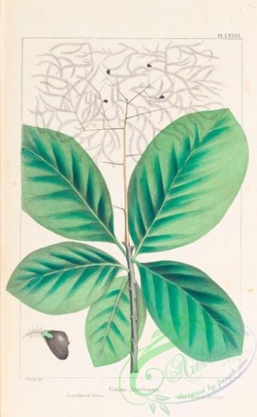 plants-30099 - Large-leaved Cotinus, cotinus americanus [3294x5324]