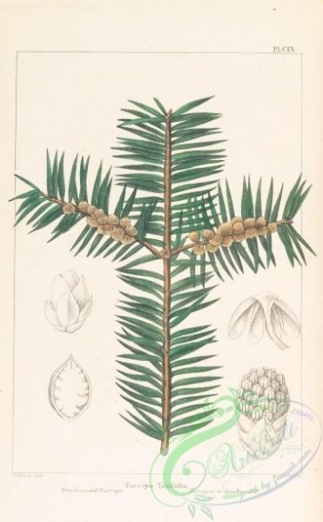 plants-30121 - Yew-leaved Torreya, torreya taxifolia [3294x5324]