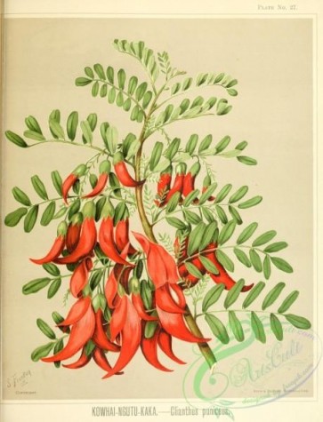 plants-30262 - Kowhai-ngutu-kaka, clianthus puniceus [2589x3381]