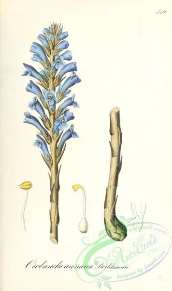 plants-30314 - orobanche arenaria [1767x2976]