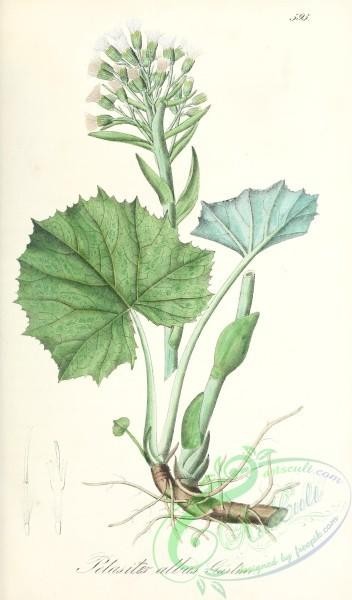 plants-30317 - petasites albus [1746x2976]