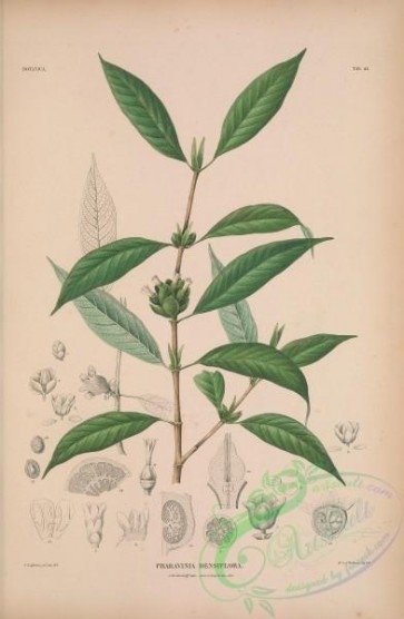 plants-30418 - praravinia densiflora [3440x5261]