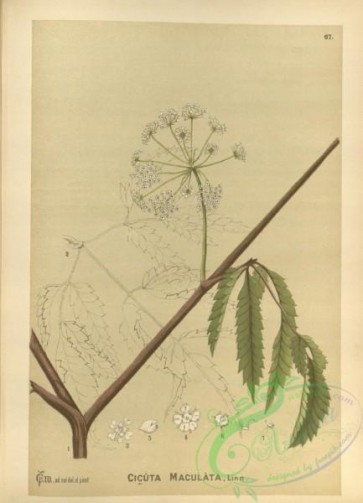 plants-30498 - cicuta maculata [3032x4192]