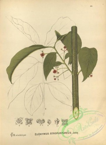 plants-30509 - euonymus atropurpureus [3096x4234]