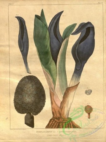 plants-30583 - Purple Skunk-cabbage, symplocarpus angutispatha [3030x4053]