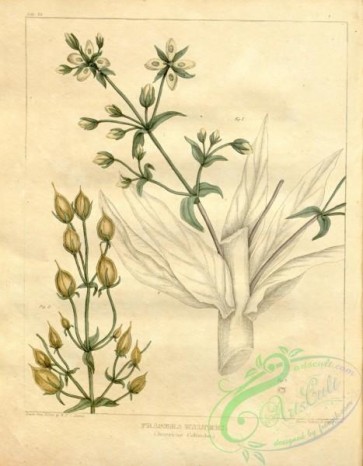 plants-30597 - American Columbo, frasera walteri [3116x3999]