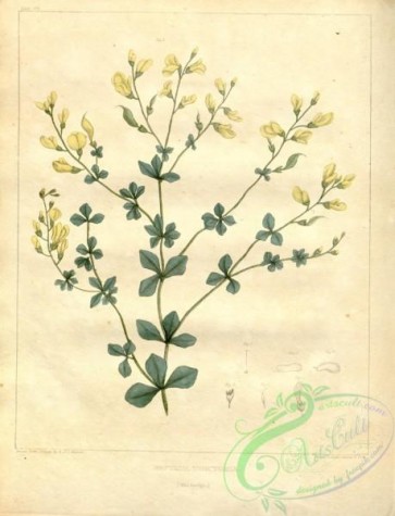plants-30619 - Wild Indigo, baptisia tinctoria [3132x4089]