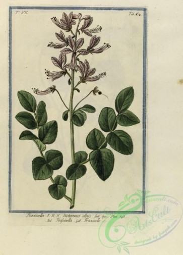 plants-30659 - fraxinella dictamnus albus [4529x6298]