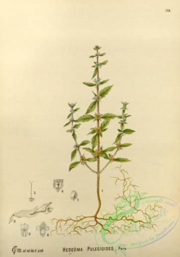 plants-30760 - hedeoma pulegioides [2820x4018]