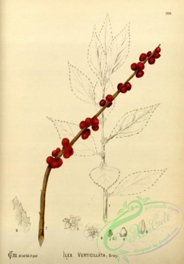 plants-30764 - ilex verticillata [2840x4050]