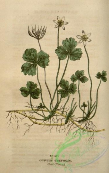 plants-30845 - Gold-Thread, coptis trifolia [1868x2980]
