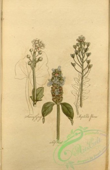plants-30917 - Scurvy Grass, Shepherds Purse, Self Heal [1930x2986]